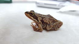 Image of Amur Brown Frog