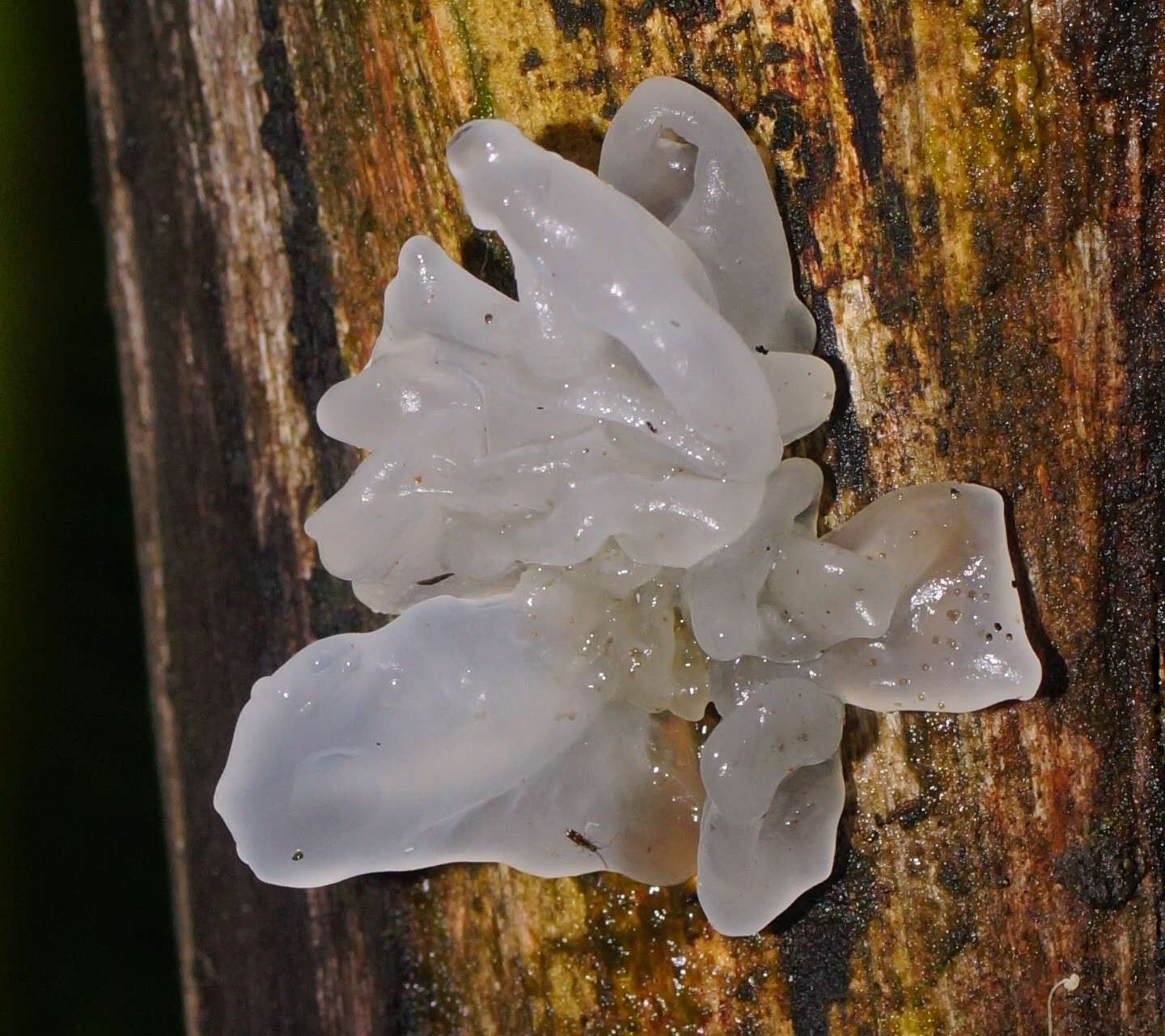 Image of snow fungus