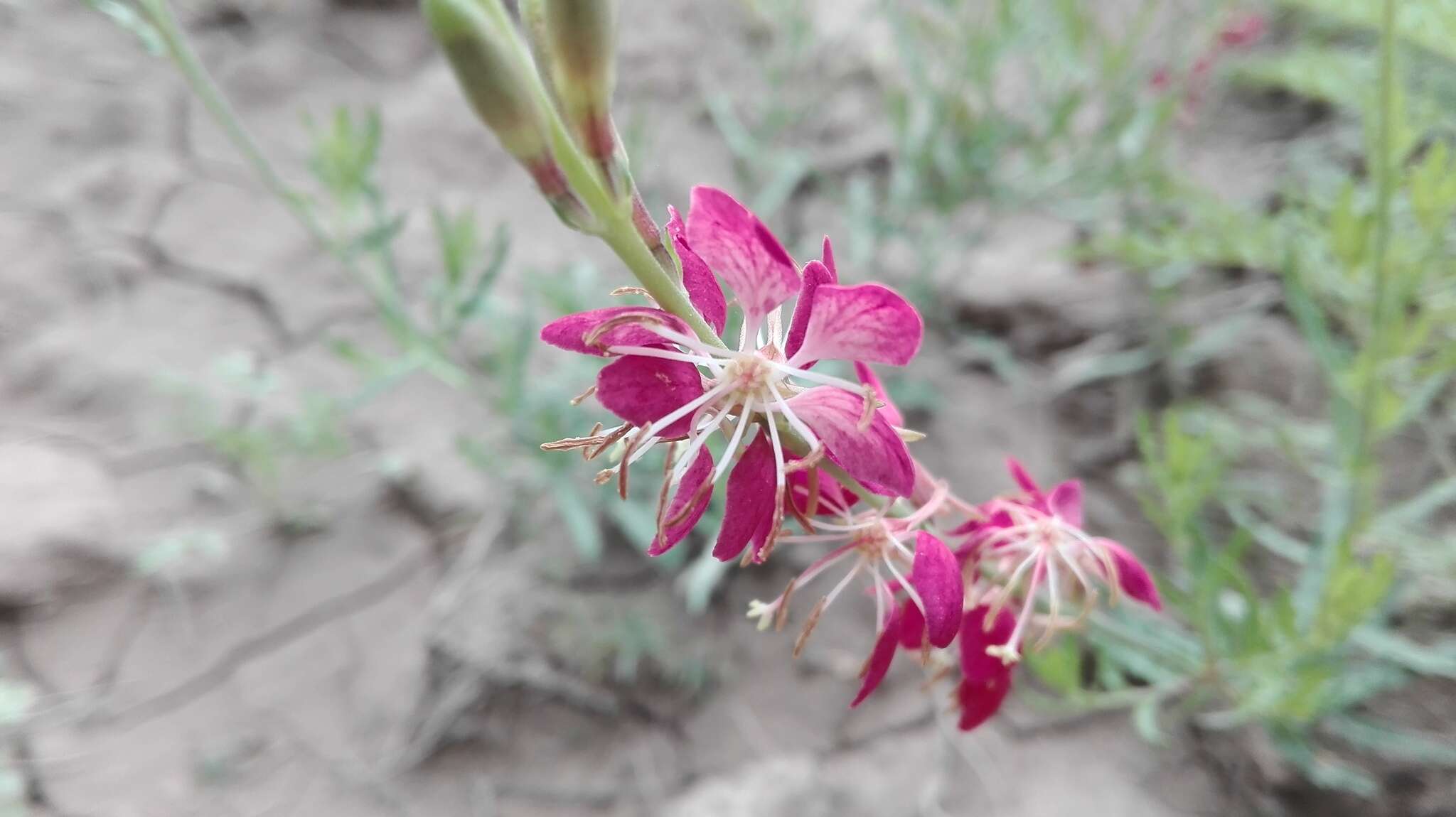 Image of Texas beeblossom