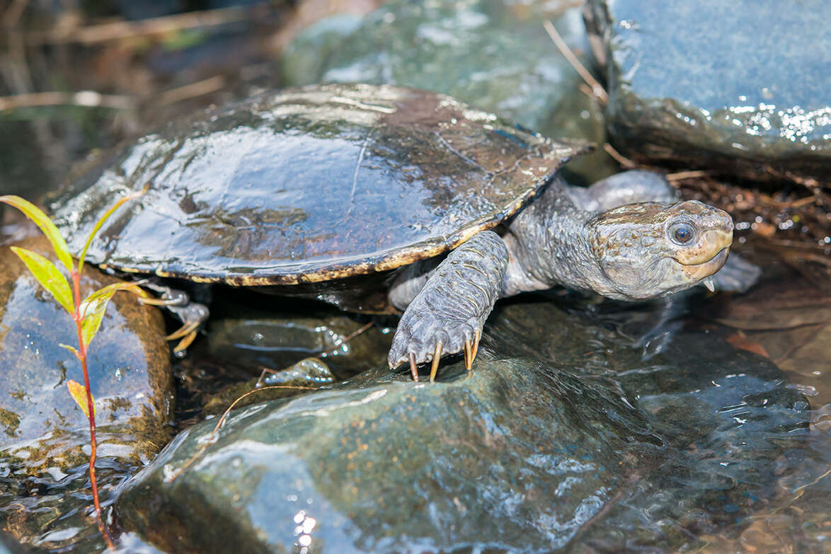 Image of White Throated Snapping Turtle