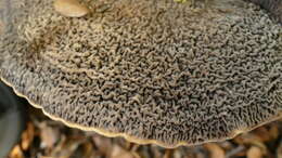 صورة Lactifluus sepiaceus (McNabb) Stubbe 2012