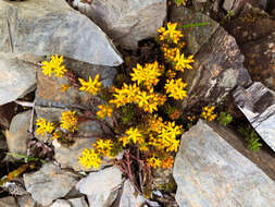 Image of Sedum morrisonense Hayata