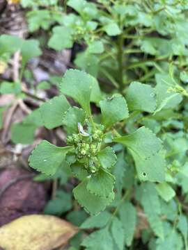 Image of Aichryson punctatum (Chr. Sm.) Webb & Berth.