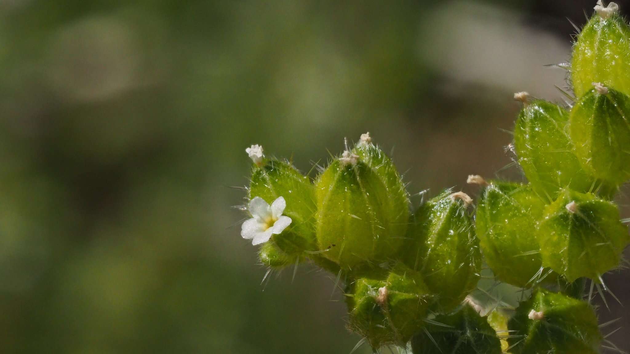 Plancia ëd Cryptantha pterocarya var. cycloptera (Greene) J. F. Macbr.