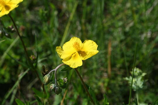 Image of Helianthemum nummularium subsp. obscurum (Celak.) J. Holub