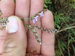 Image of European sea lavendar