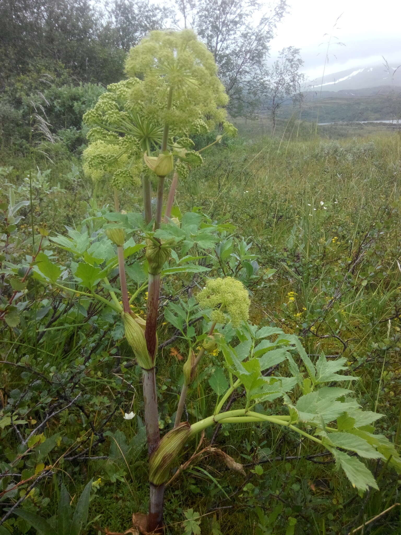 Image of Norwegian angelica