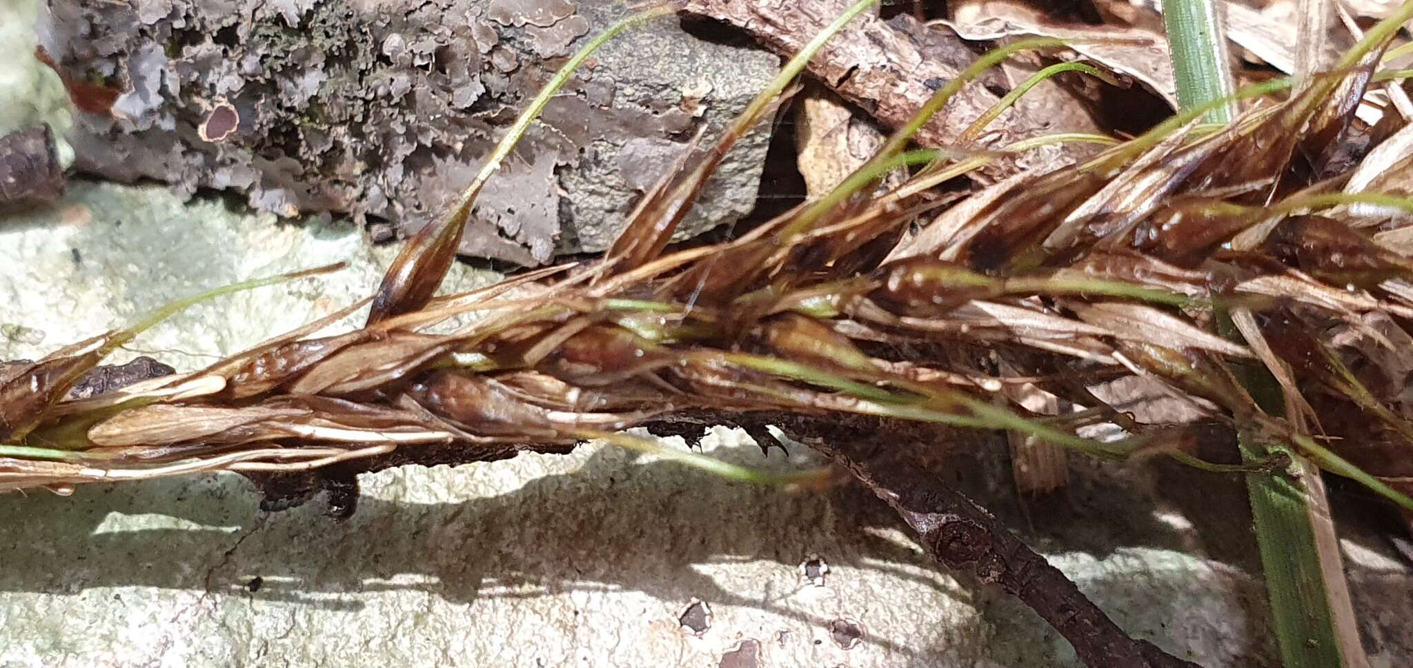 Image of Carex corynoidea K. A. Ford