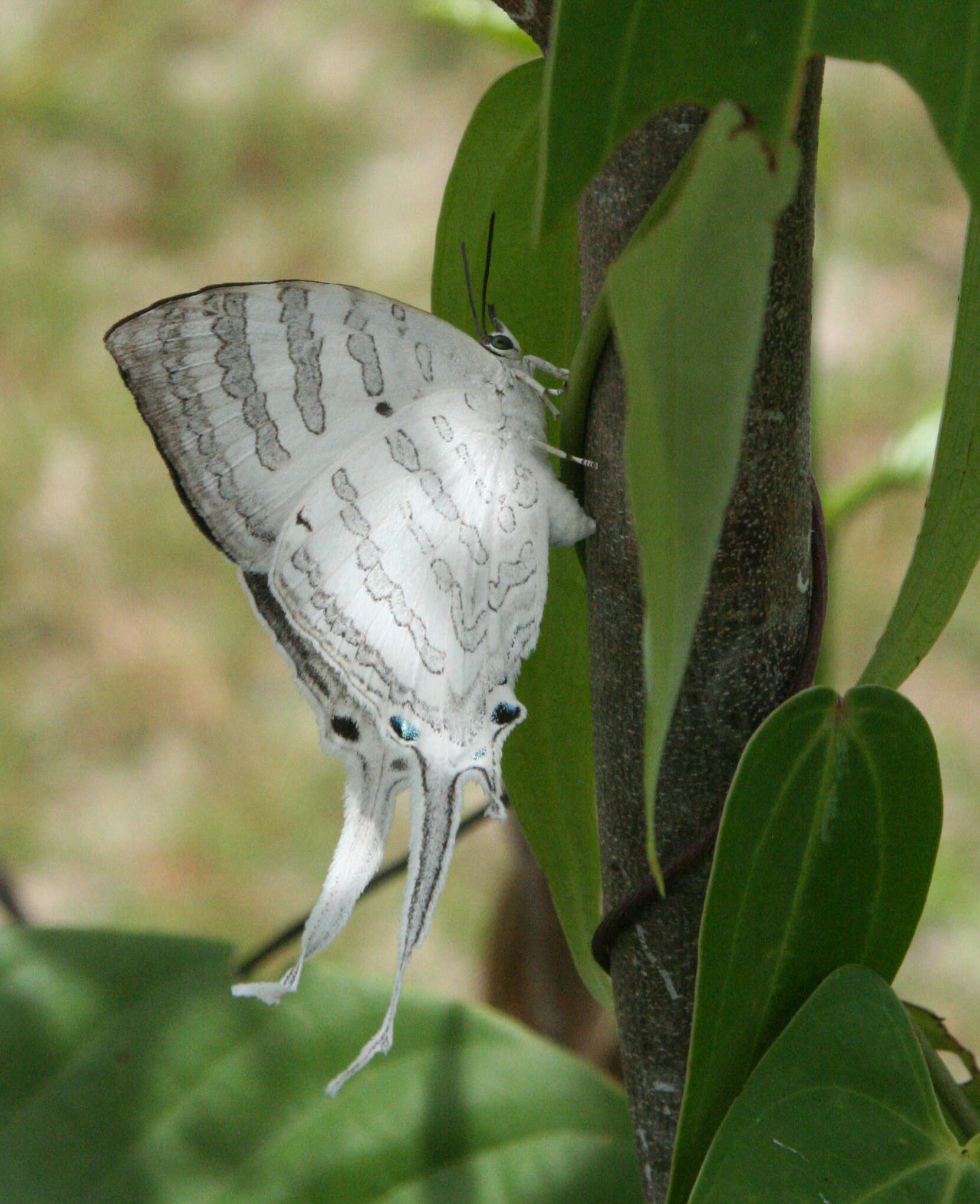 Image of Neomyrina hiemalis (Godman & Salvin 1878)