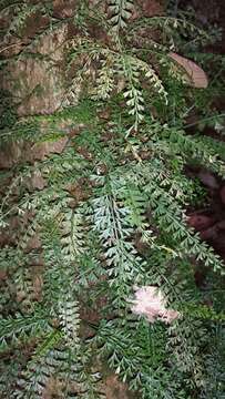 Image of Asplenium sandersonii Hook.