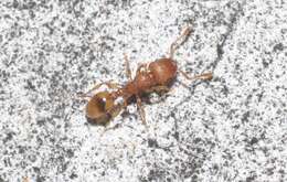 Image of Ant