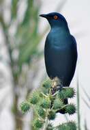 Image of Cape Glossy Starling