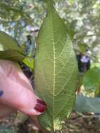 Image of Alangium polyosmoides subsp. tomentosum