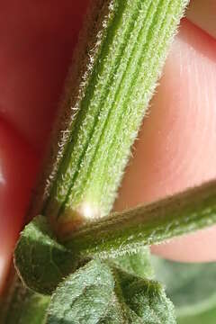 Image of Nidorella auriculata DC.