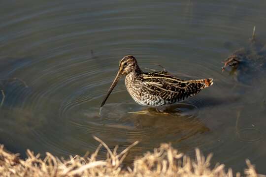 Gallinago nigripennis nigripennis Bonaparte 1839 resmi