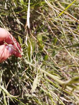 Image of poorman's orchid