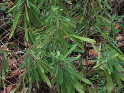 Image of Euphorbia kraussiana Bernh. ex C. Krauss