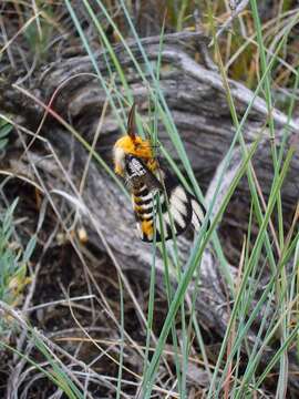 Image of Hera Buckmoth