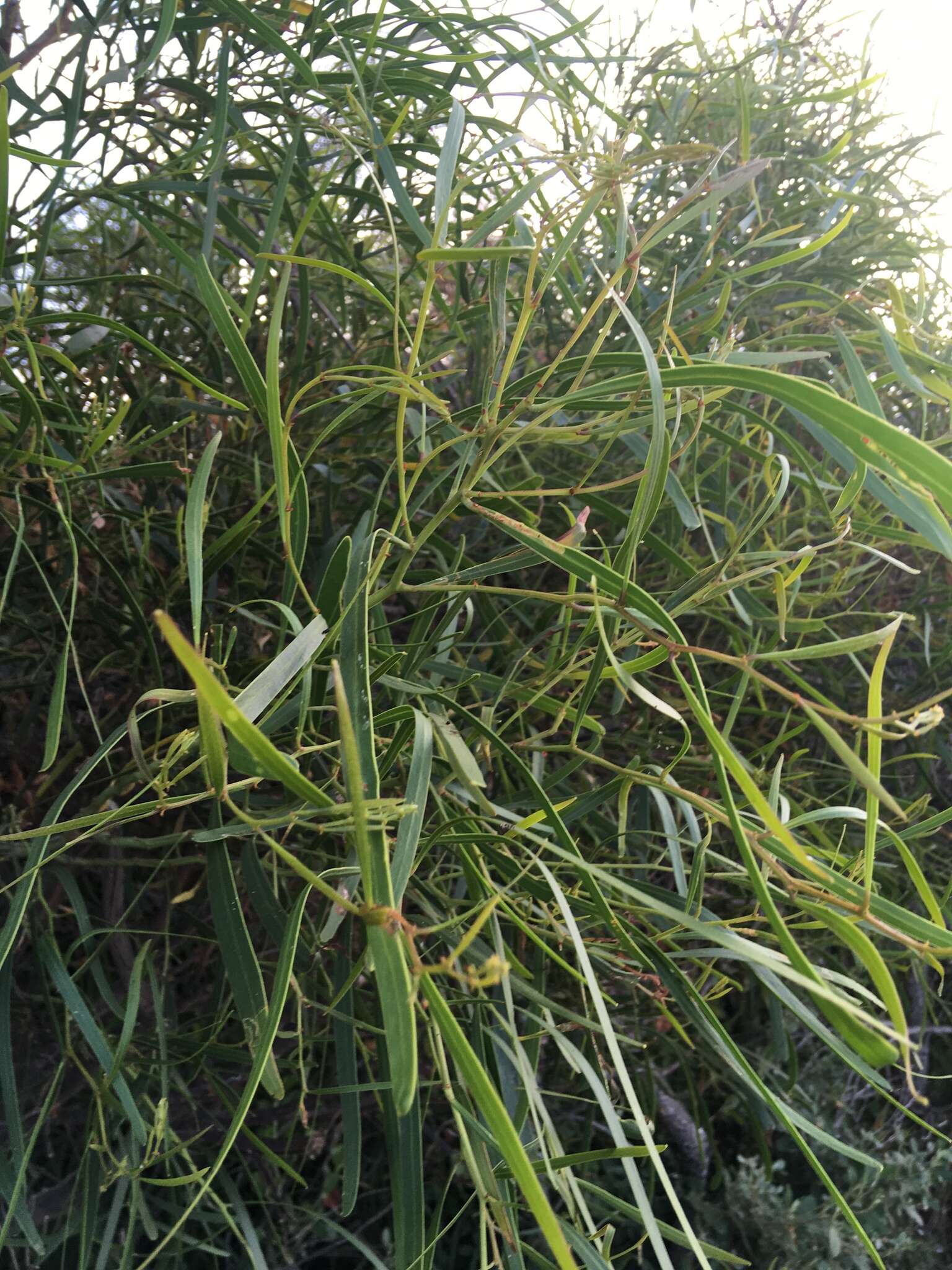 Plancia ëd Acacia rostellifera Benth.