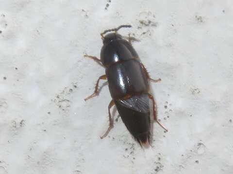 Image of Rove beetle