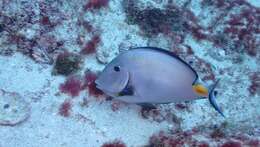 Image of Monrovia Surgeonfish