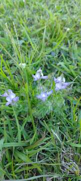 Plancia ëd Lupinus bracteolaris Desr.