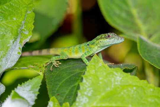 Image de Anolis danieli Williams 1988