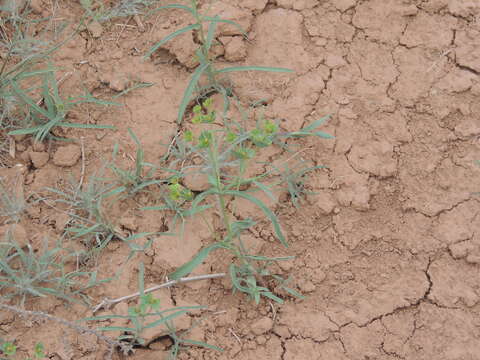 Image of Euphorbia astrachanica C. A. Mey. ex Trautv.