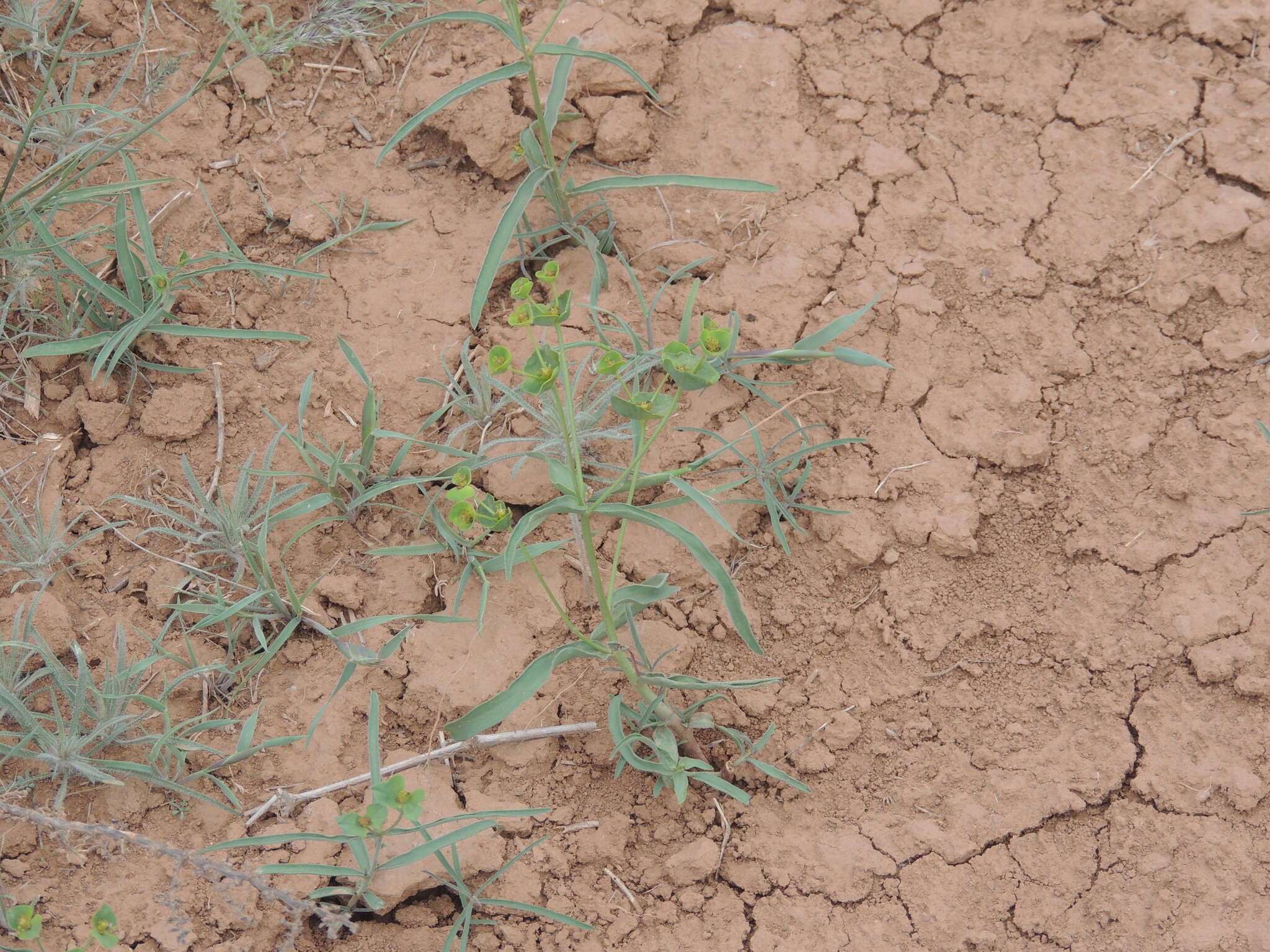 Image of Euphorbia astrachanica C. A. Mey. ex Trautv.