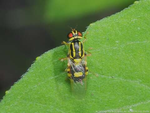 Image de Oxycera variegata Olivier 1811