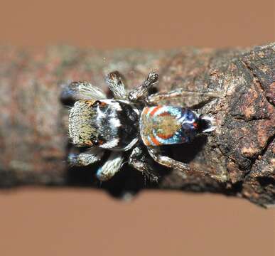 Image of Otto's Peacock Spider