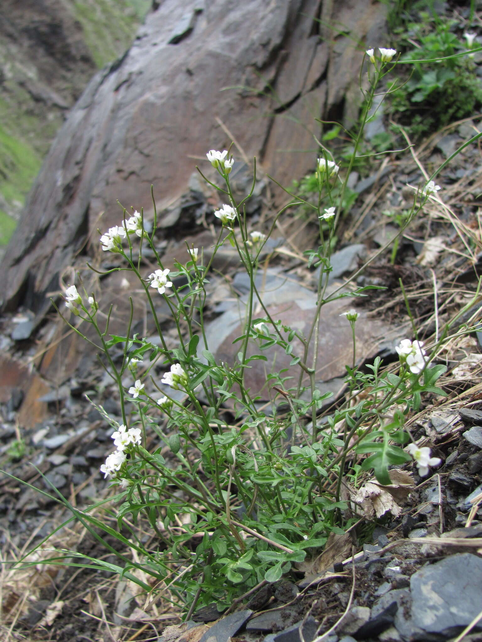 Image of Murbeckiella huetii (Boiss.) Rothm.