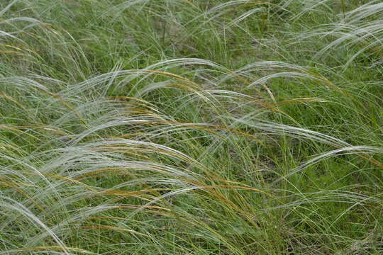 Sivun Stipa rubens P. A. Smirn. kuva