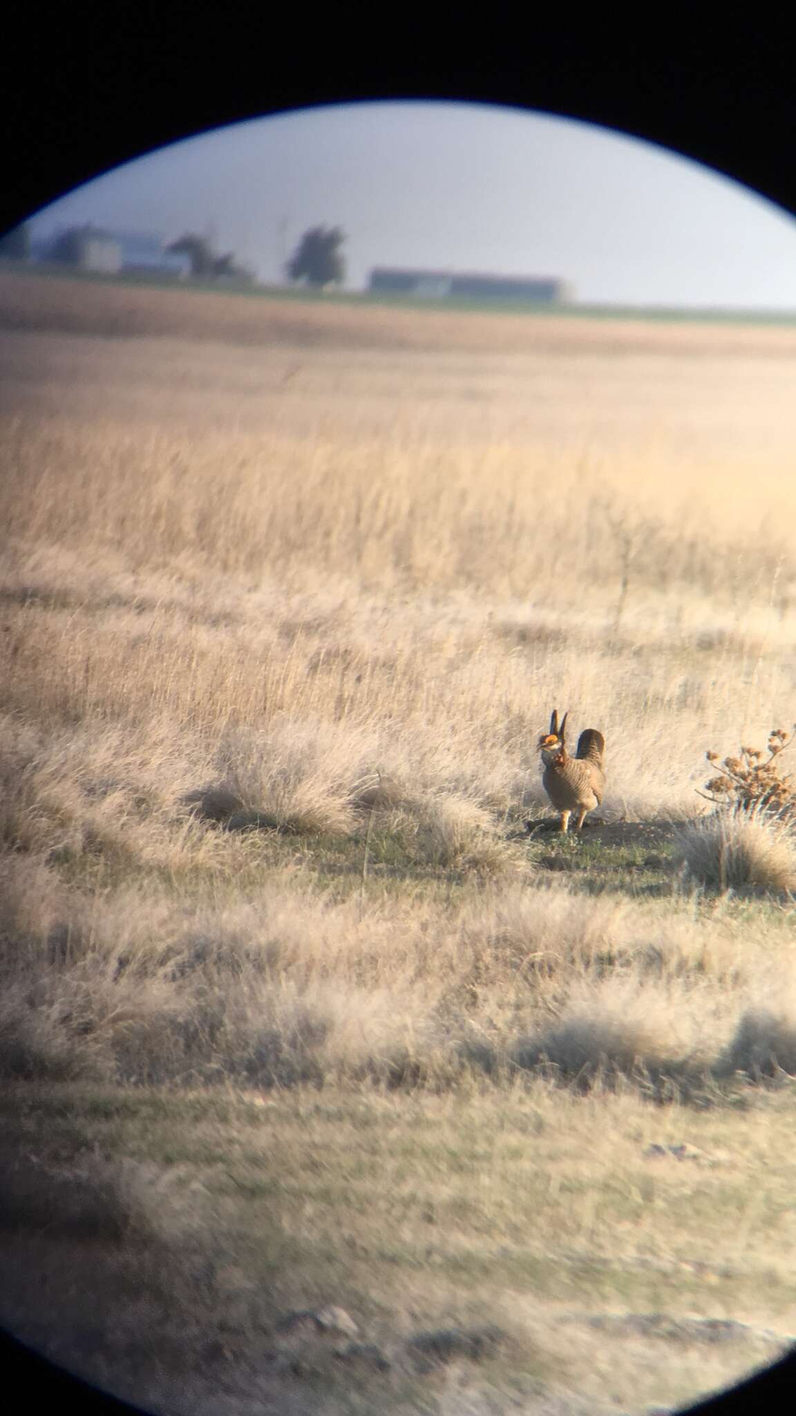 Image of Lesser Prairie Chicken