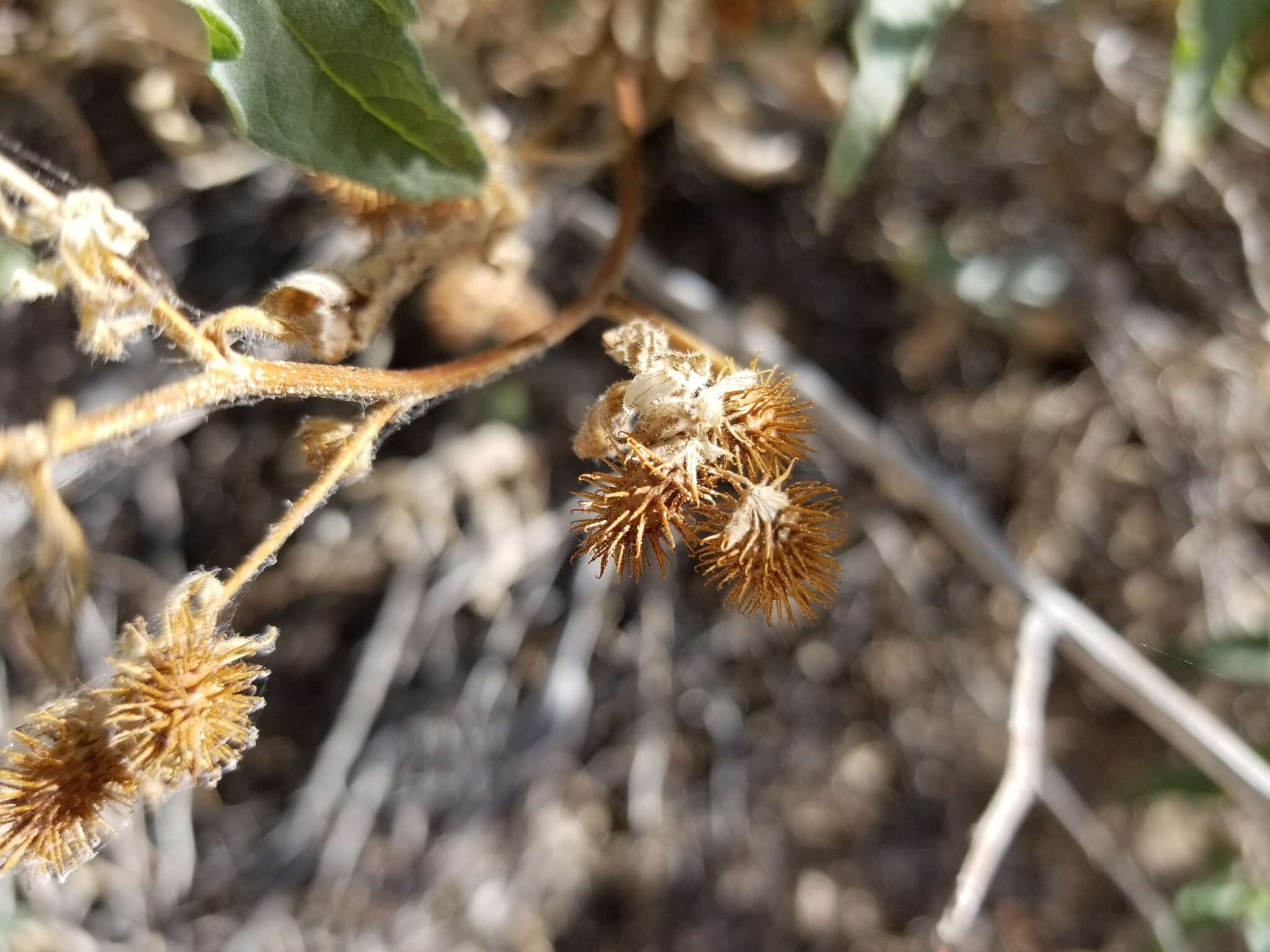 Image of Ambrosia-leaf Bursage