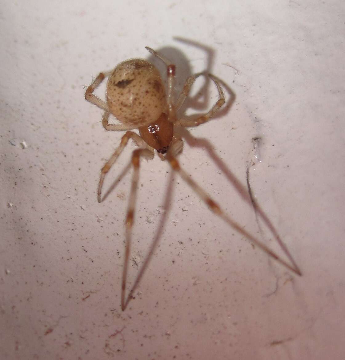 Image of Parasteatoda