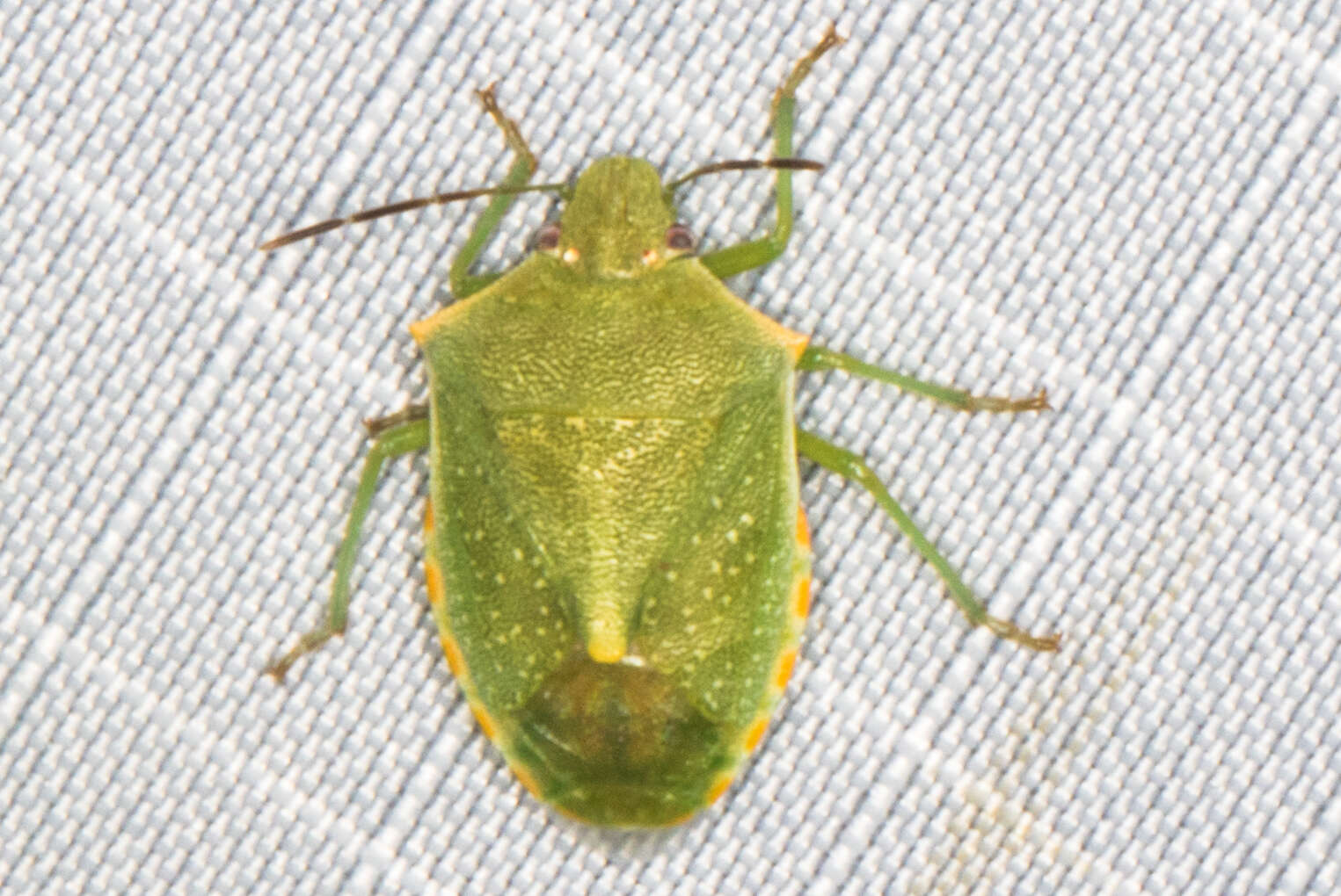 Image of Red-shouldered Stink Bug