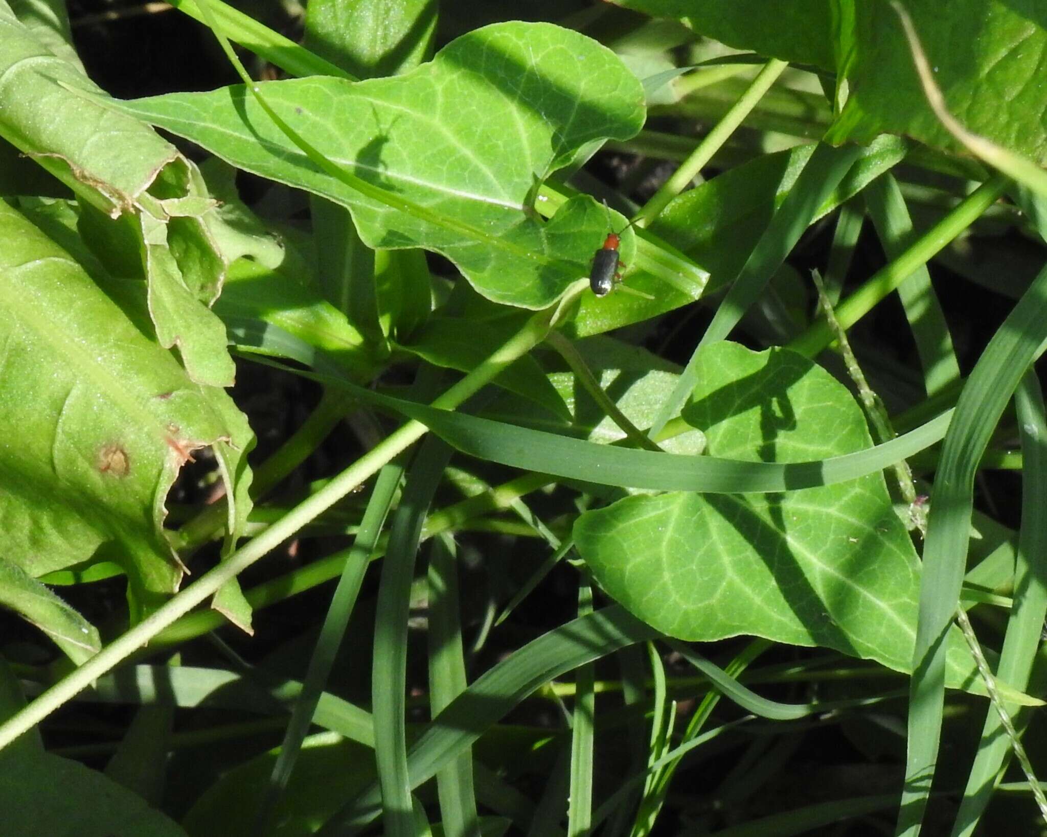 Oulema (Hapsidolemoides) variabilis R. White 1993 resmi