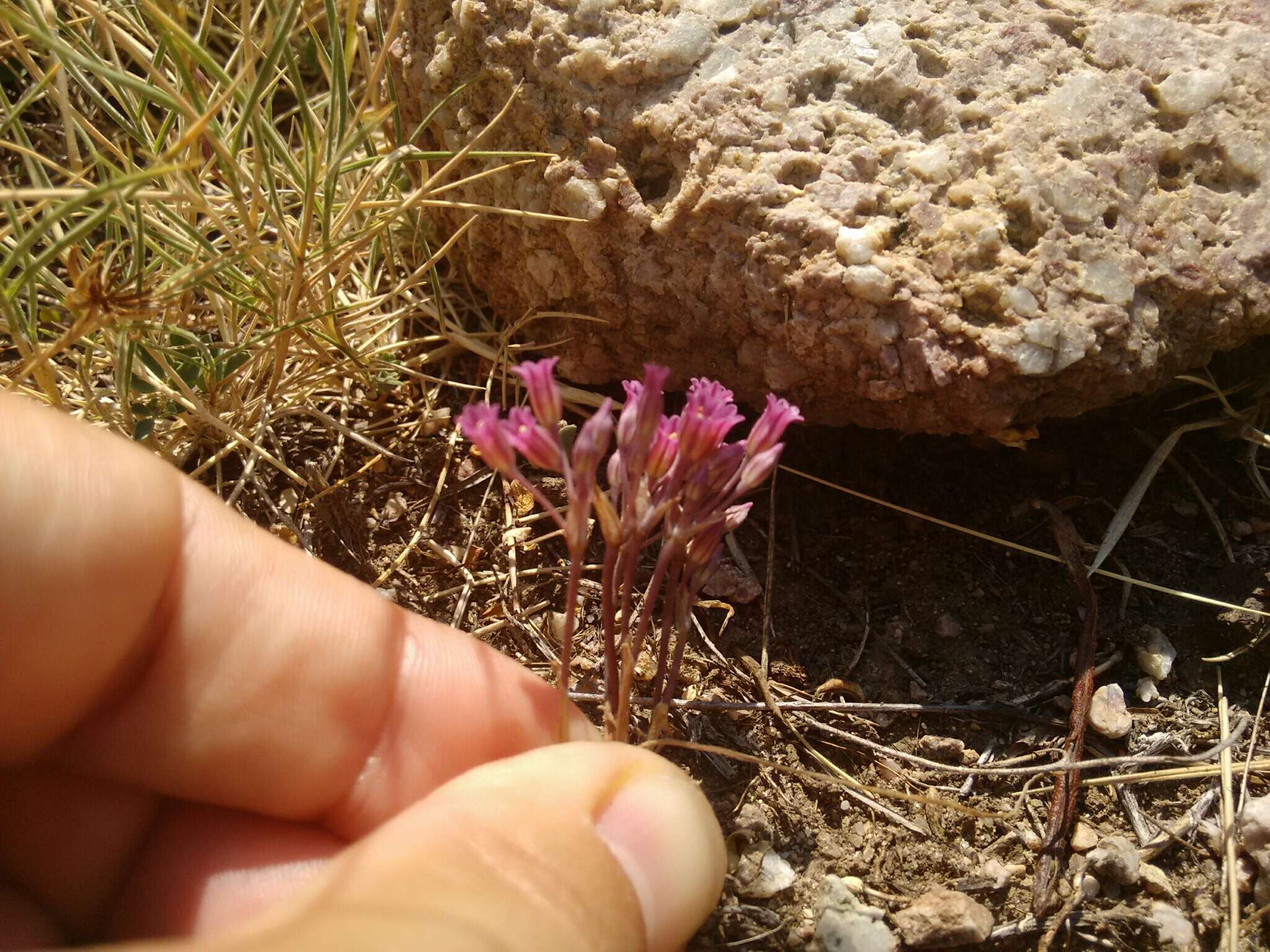 Image of Allium parciflorum Viv.