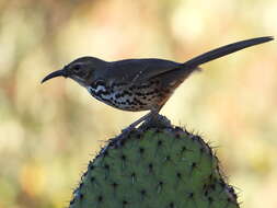 Image of Ocellated Thrasher