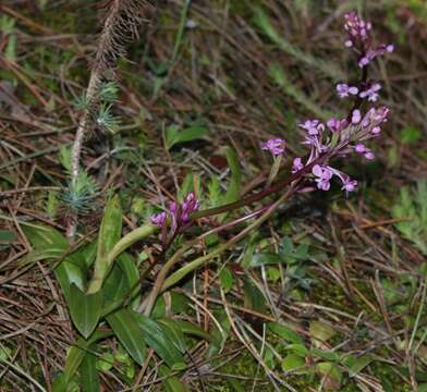 Image de Orchis brancifortii Biv.