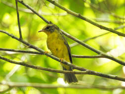 Basileuterus culicivorus (Deppe 1830) resmi