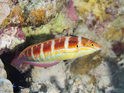 Image of Spot-tail wrasse