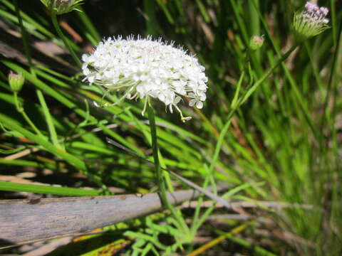 Imagem de Trachymene grandis (Turcz.) B. L. Rye