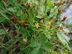 Image of Hypericum silenoides Juss.