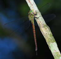 Image of Triacanthagyna caribbea Williamson 1923