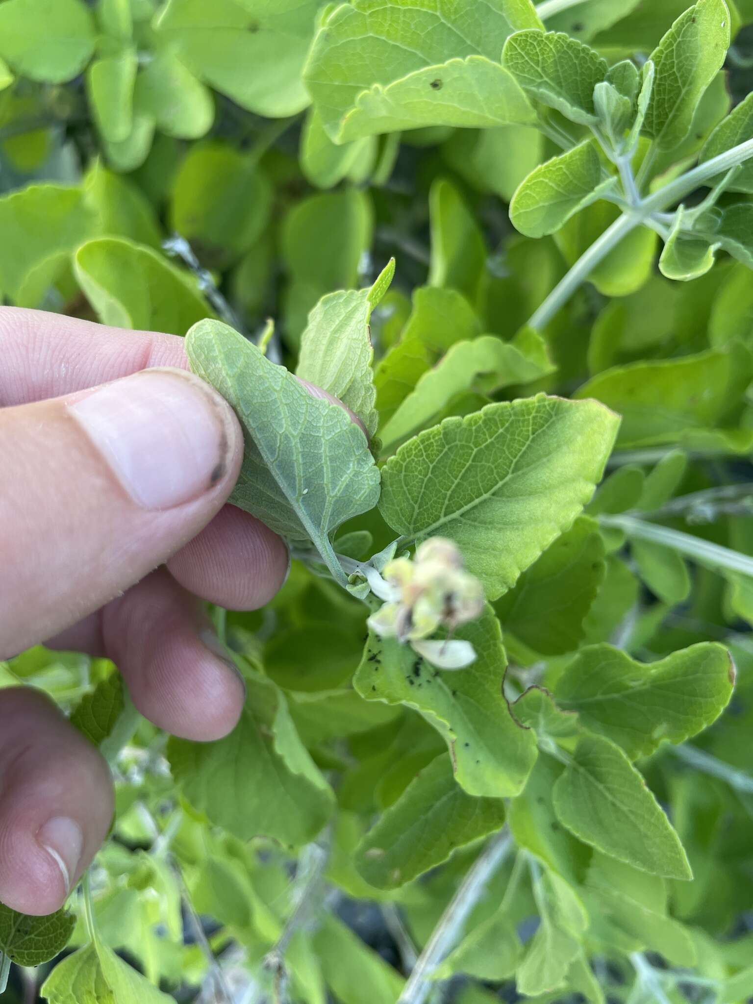 Imagem de Salvia cedrosensis Greene