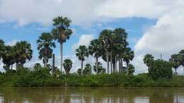 Image of palmyra palm