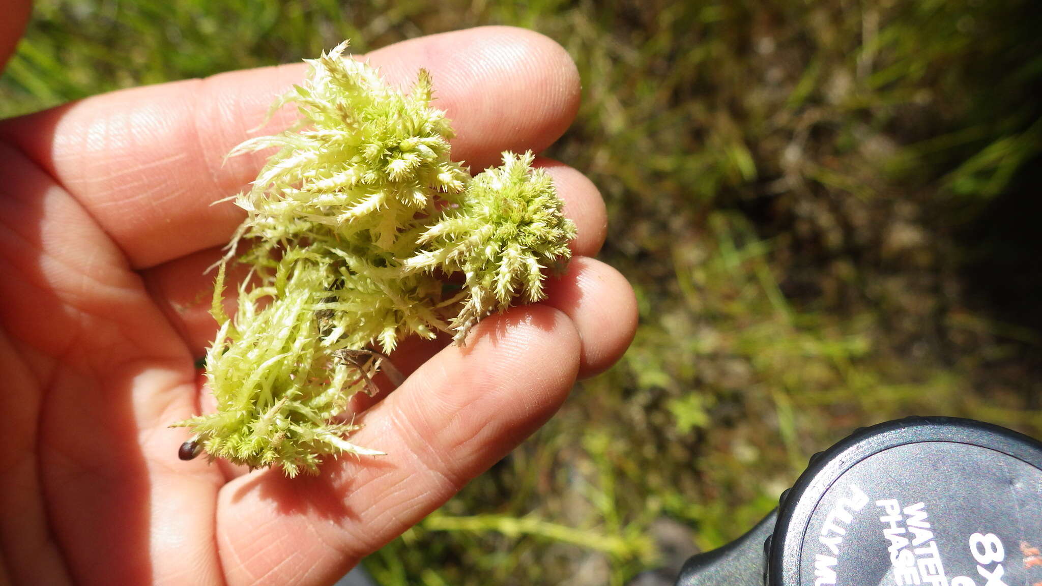 Image of sphagnum