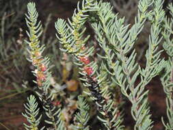 Image of Three-wing Bluebush